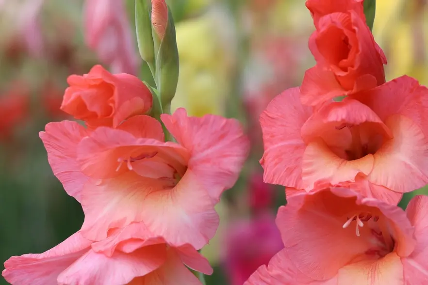 Duratuf 1080 x 1080 Cut Flower  FillMaxWzg4Miw1ODhd