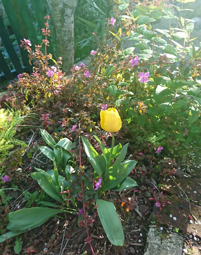 flowers tulips deadheading garden care